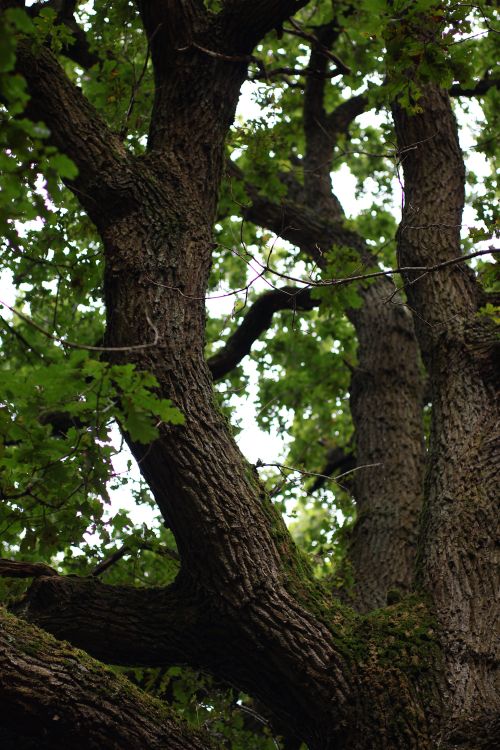 Canopy Trees Examples Majestic Oak Tree Canopy in Summer Forest · Free Stock Photo