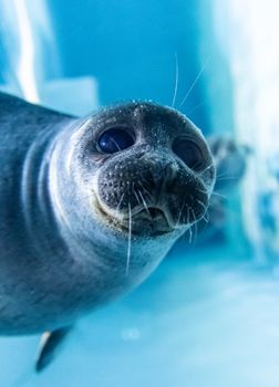 Adorable close-up of a curious seal swimming in crystal blue water, showcasing marine life beauty.