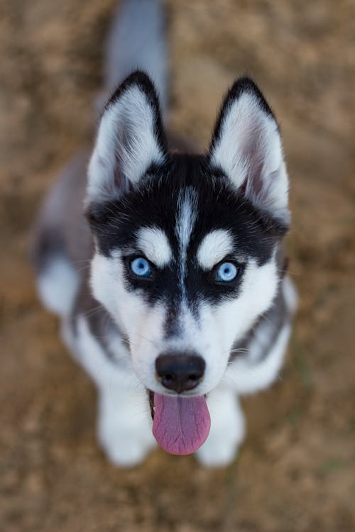 White and Black Siberian Husky