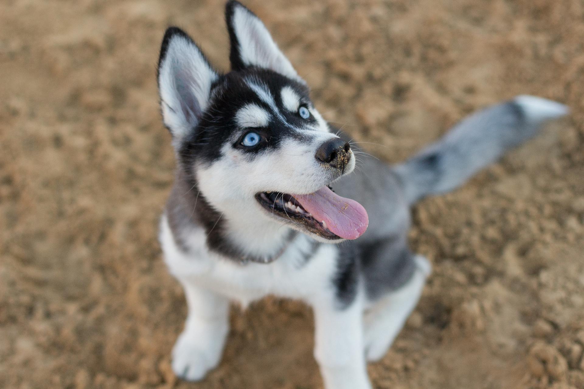 Bilder på en sibirisk huskyvalp