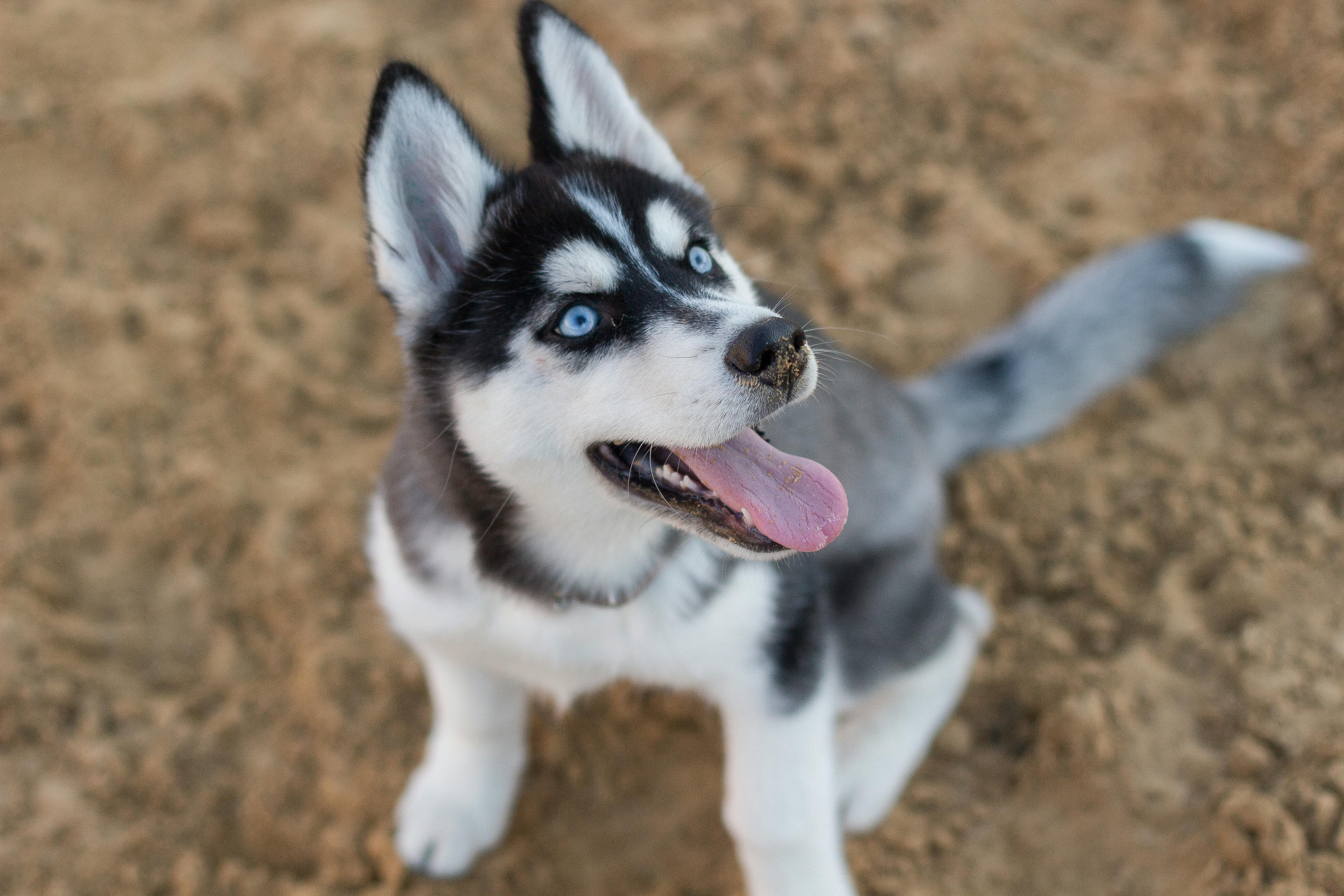 シベリアンハスキーの子犬の写真 無料の写真素材