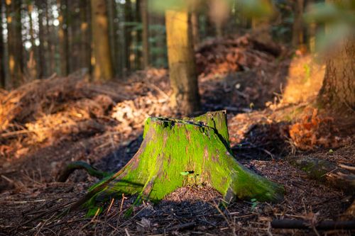 Free A vibrant moss-covered tree stump in a sunlit forest clearing, Myślenice, Poland. Stock Photo