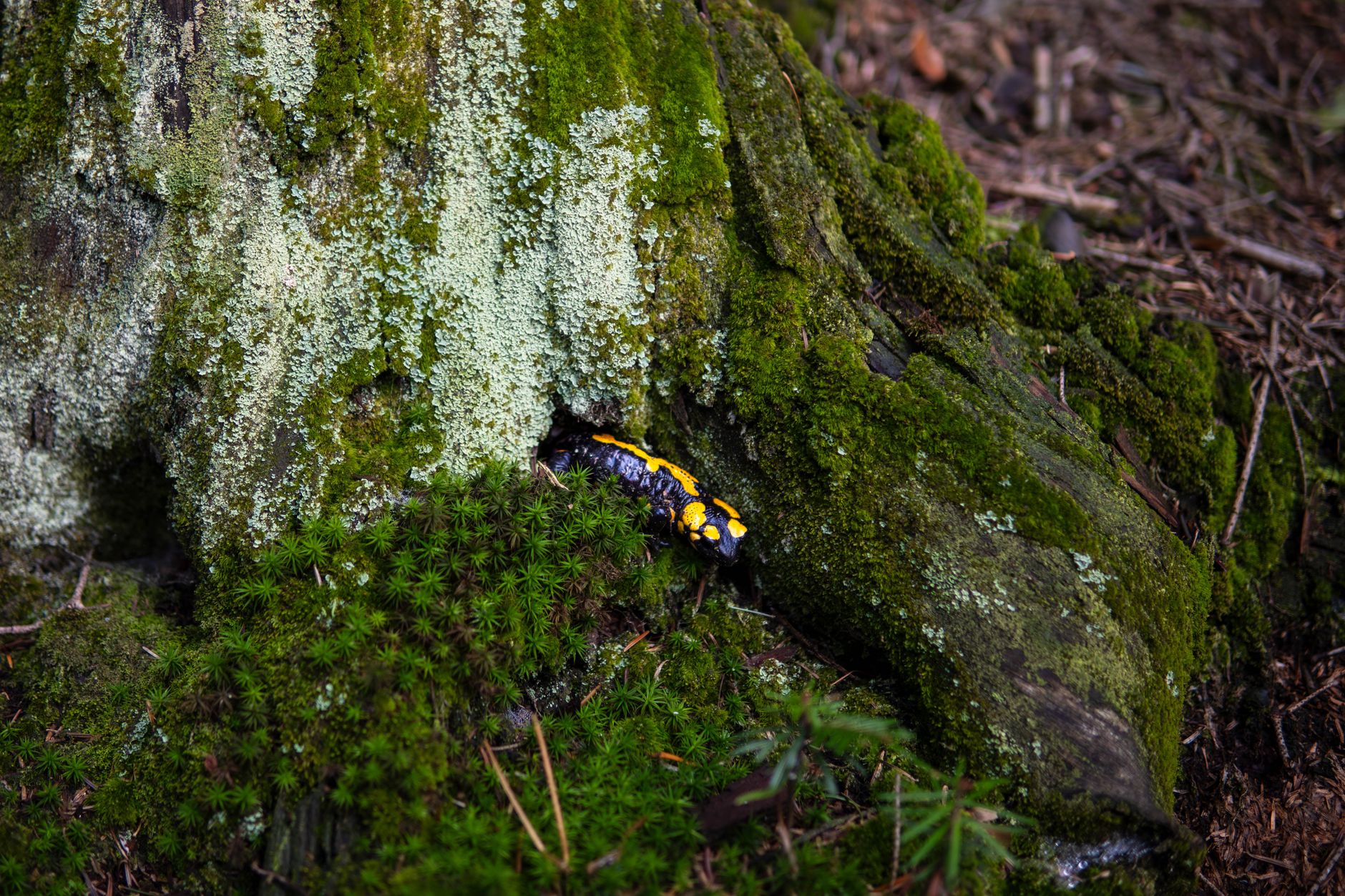 Der Feuersalamander