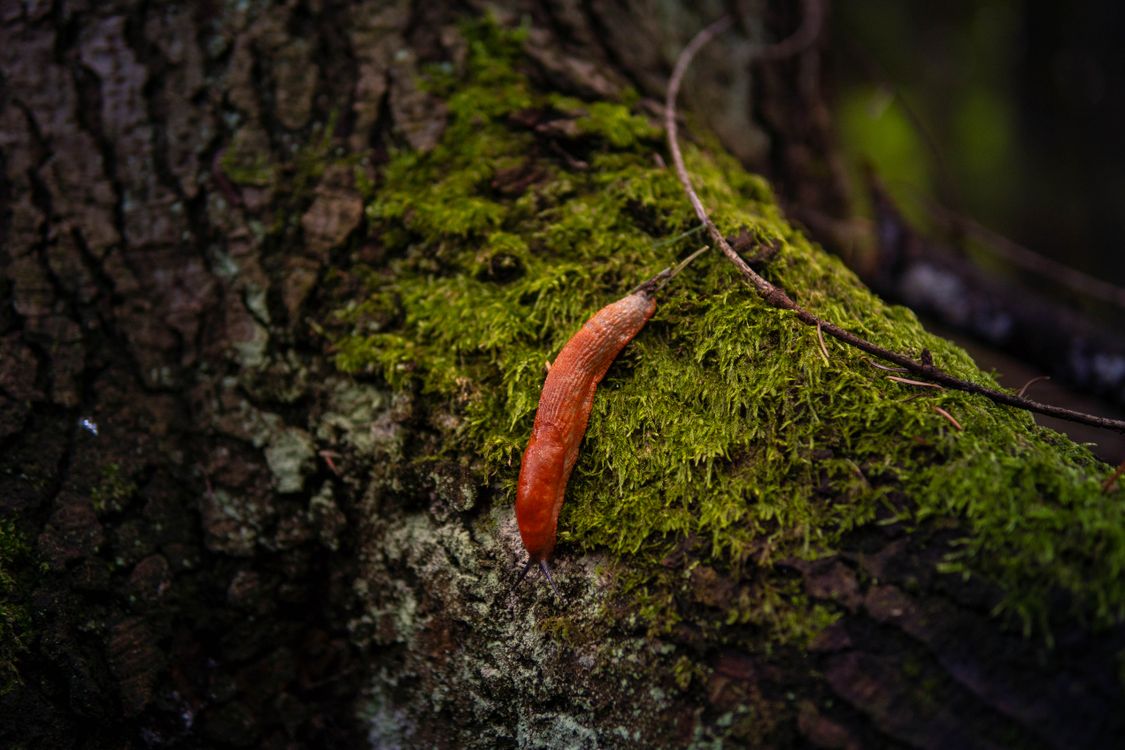 Tree Band Slugs Orange Slug on Mossy Tree in Polish Forest · Free Stock Photo