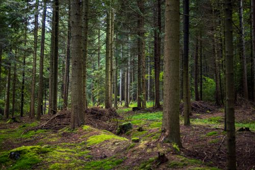Free Serene forest scene in Myślenice, showcasing lush moss and towering trees. Stock Photo