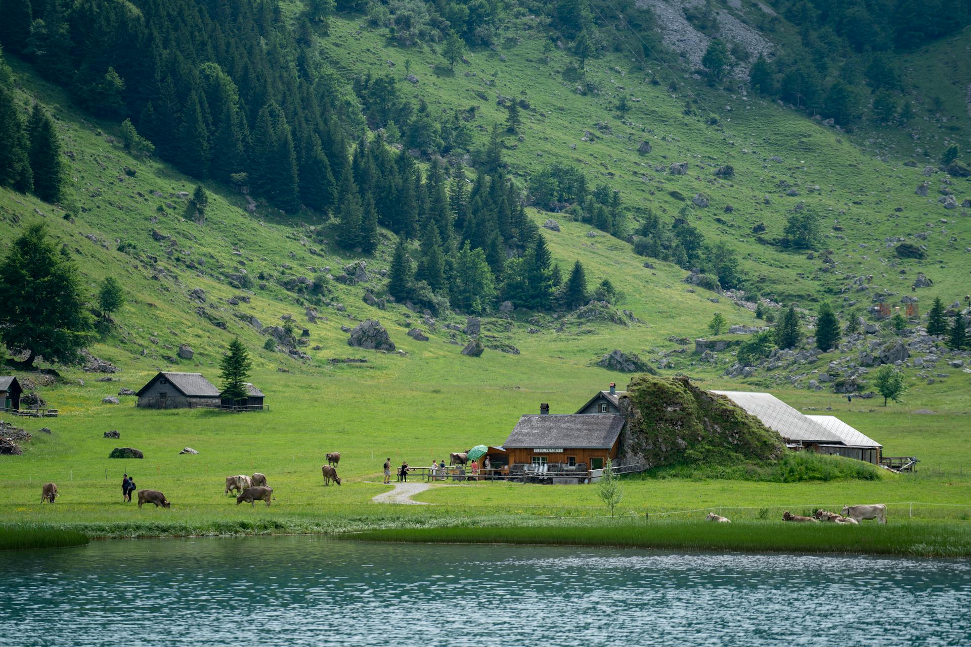 Scenic Alpine Farm Landscape with Cows