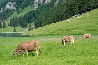 Cattle grazing by an alpine lake — Sergio Zhukov on Pexels