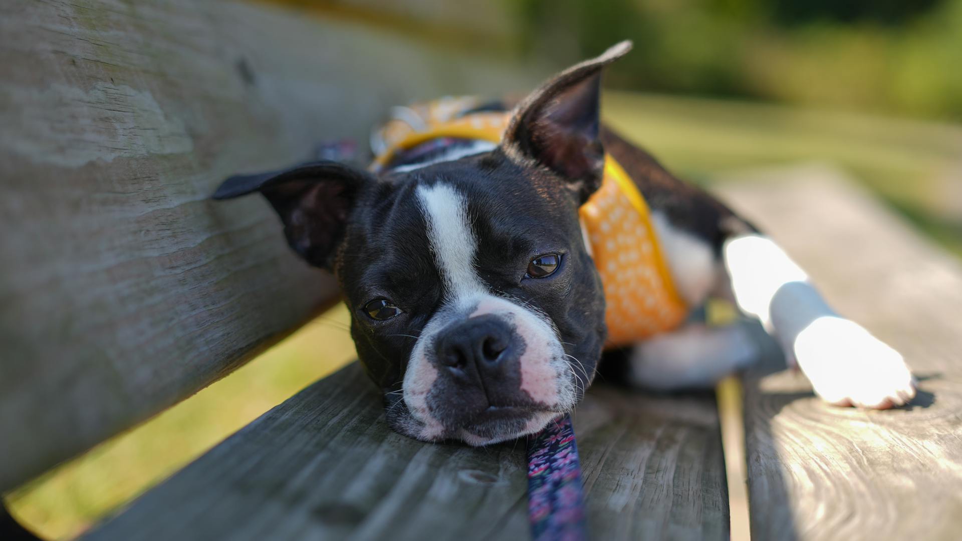 Boston terrier puppy