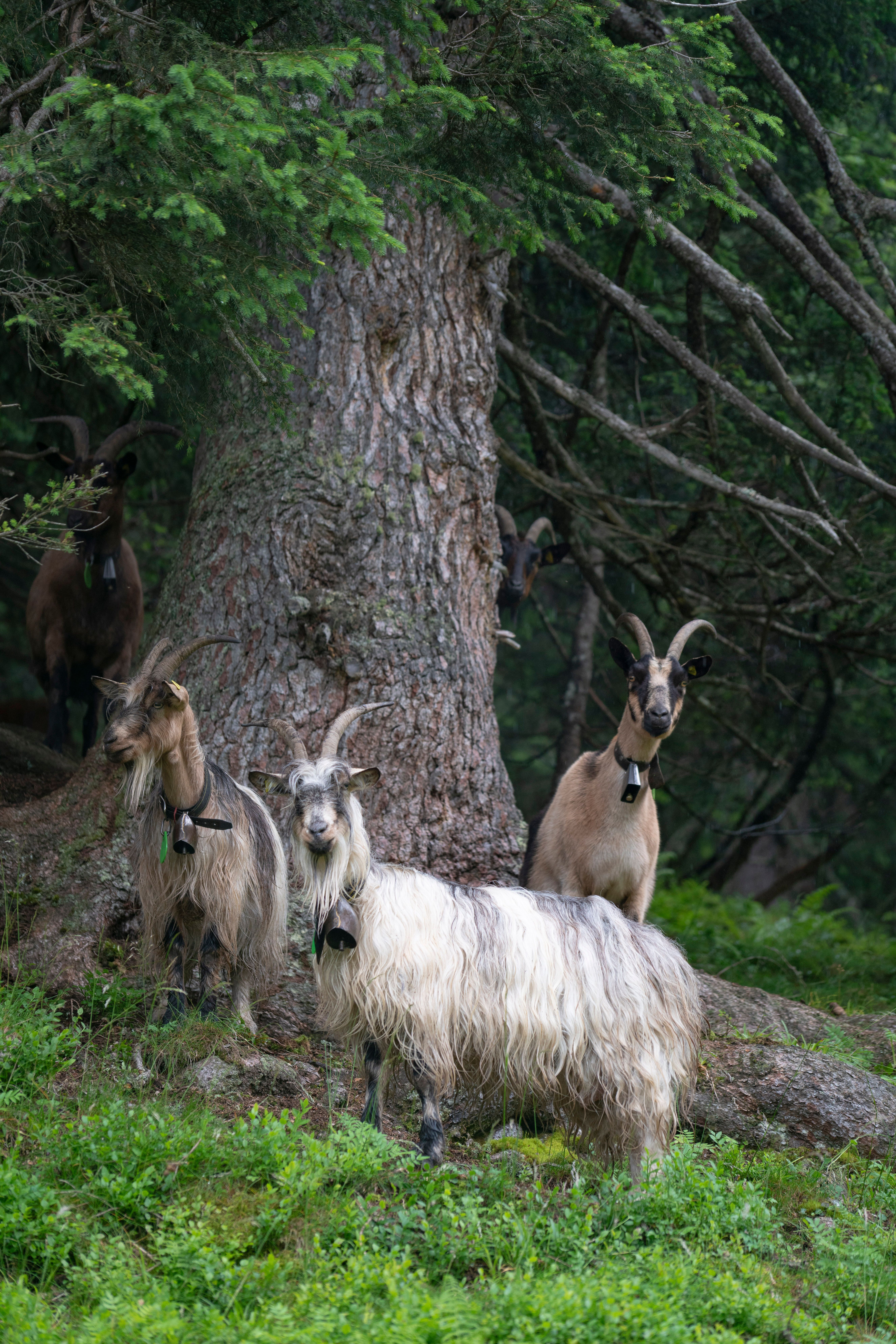 Mountain Goats in Serene Forest Setting · Free Stock Photo