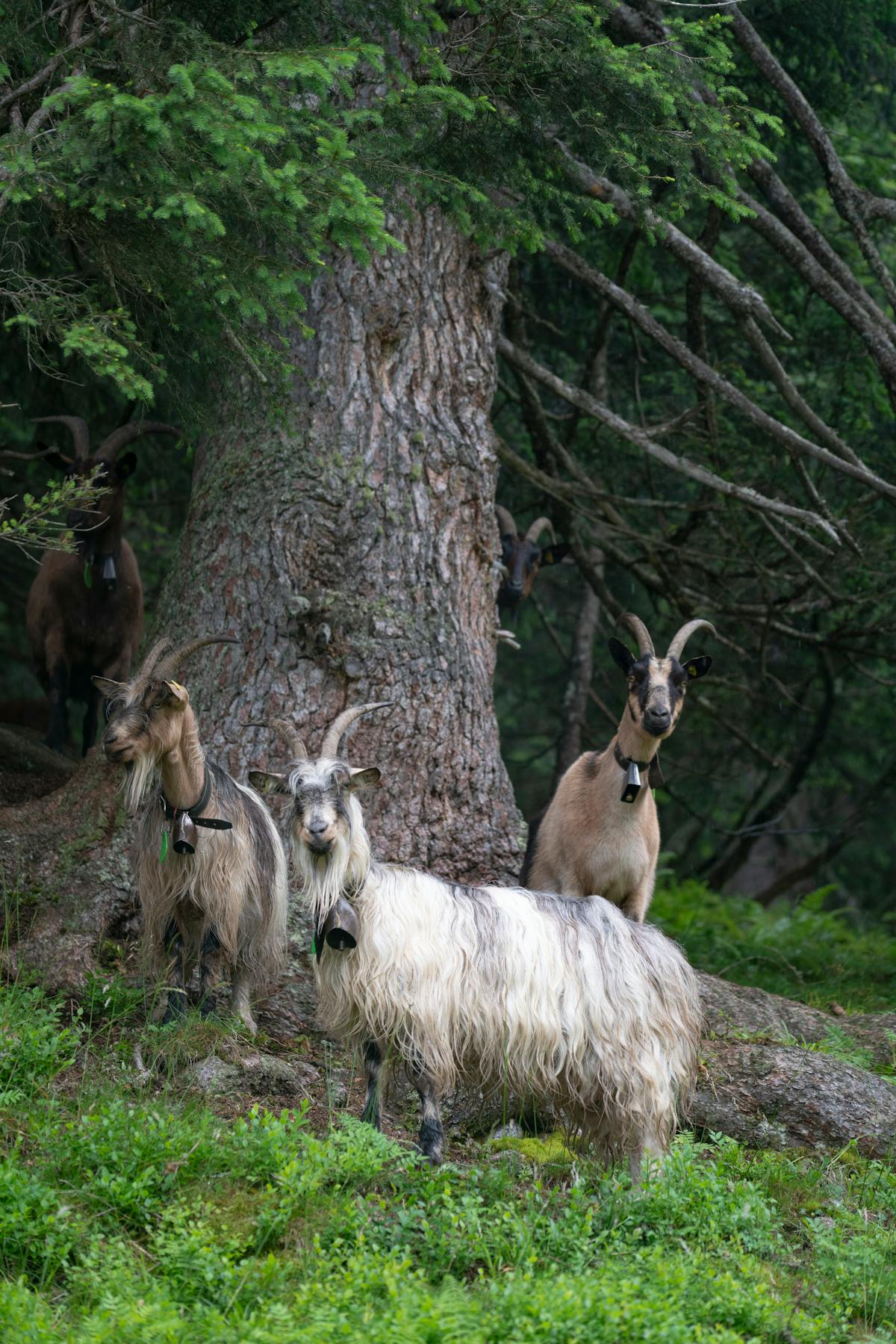 Forest Animals Photos, Download The BEST Free Forest Animals Stock ...