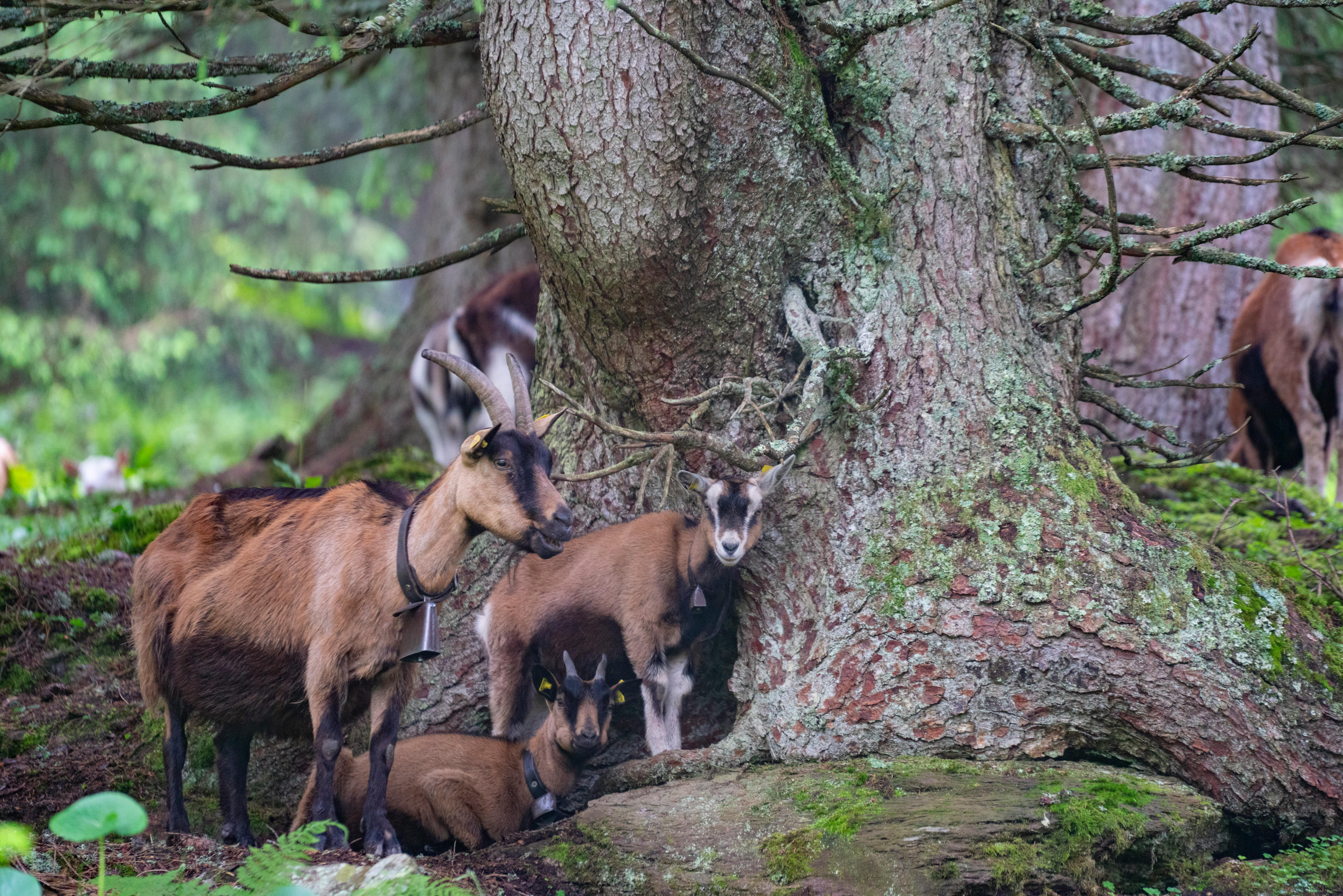 Gratuit Photos gratuites de agriculture, animal, animaux de ferme Photos