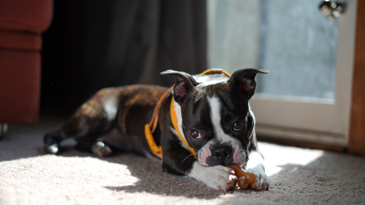 A Boston Terrier plays with a toy in a sunlit room where heat-cycle supplies can stay close at hand.