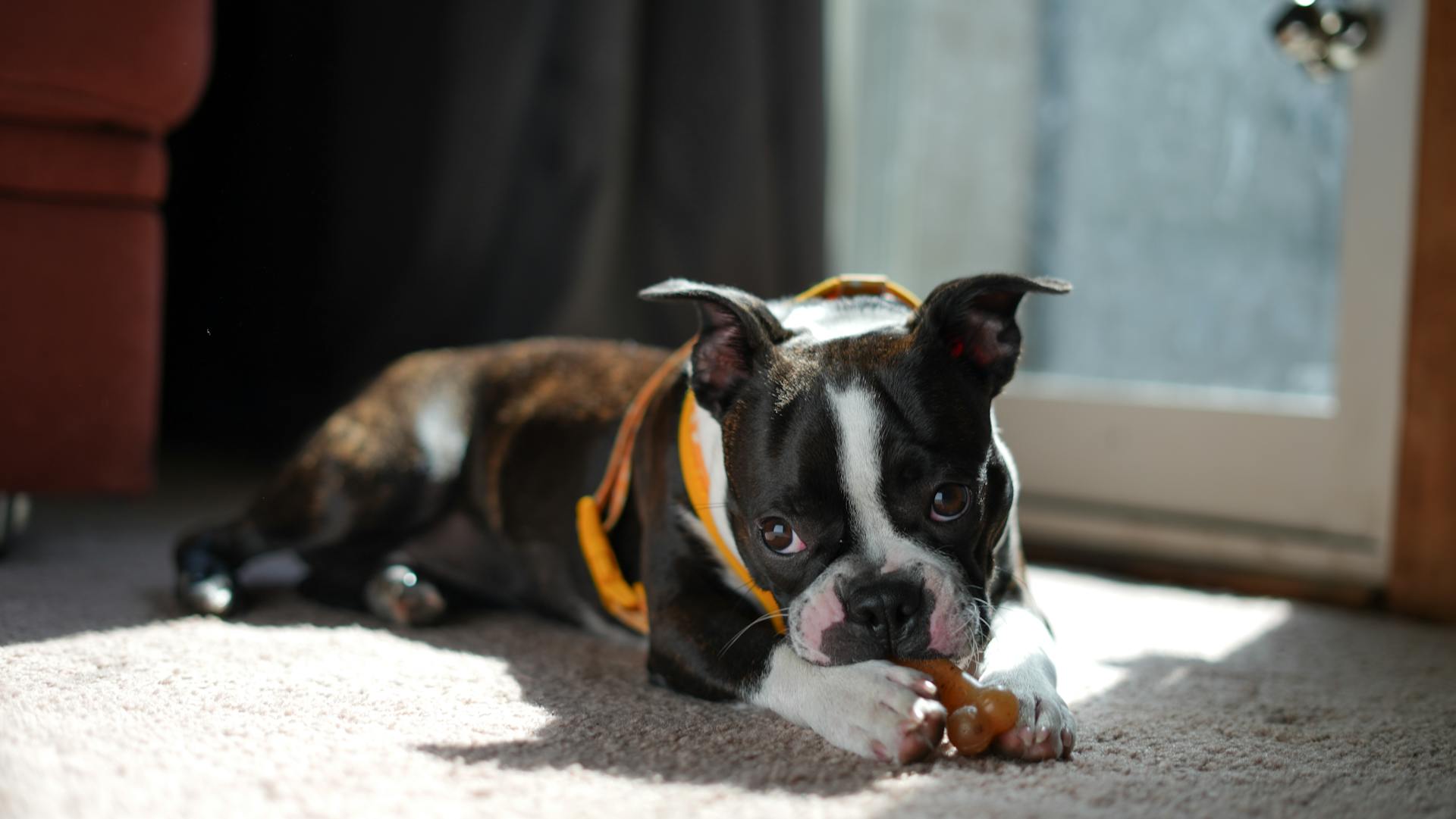 Charming Boston Terrier Puppy Indoors