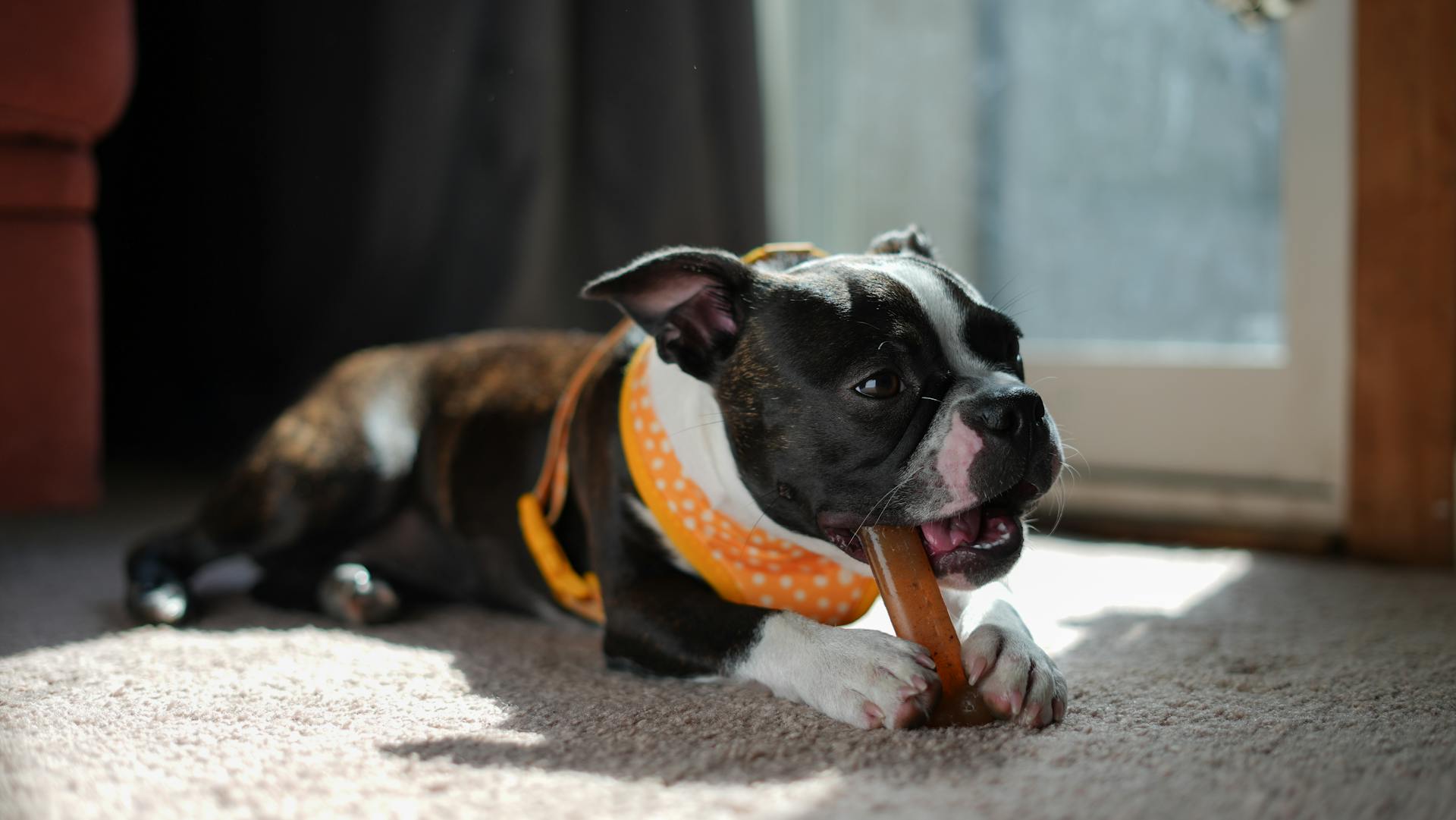 Boston terrier puppy