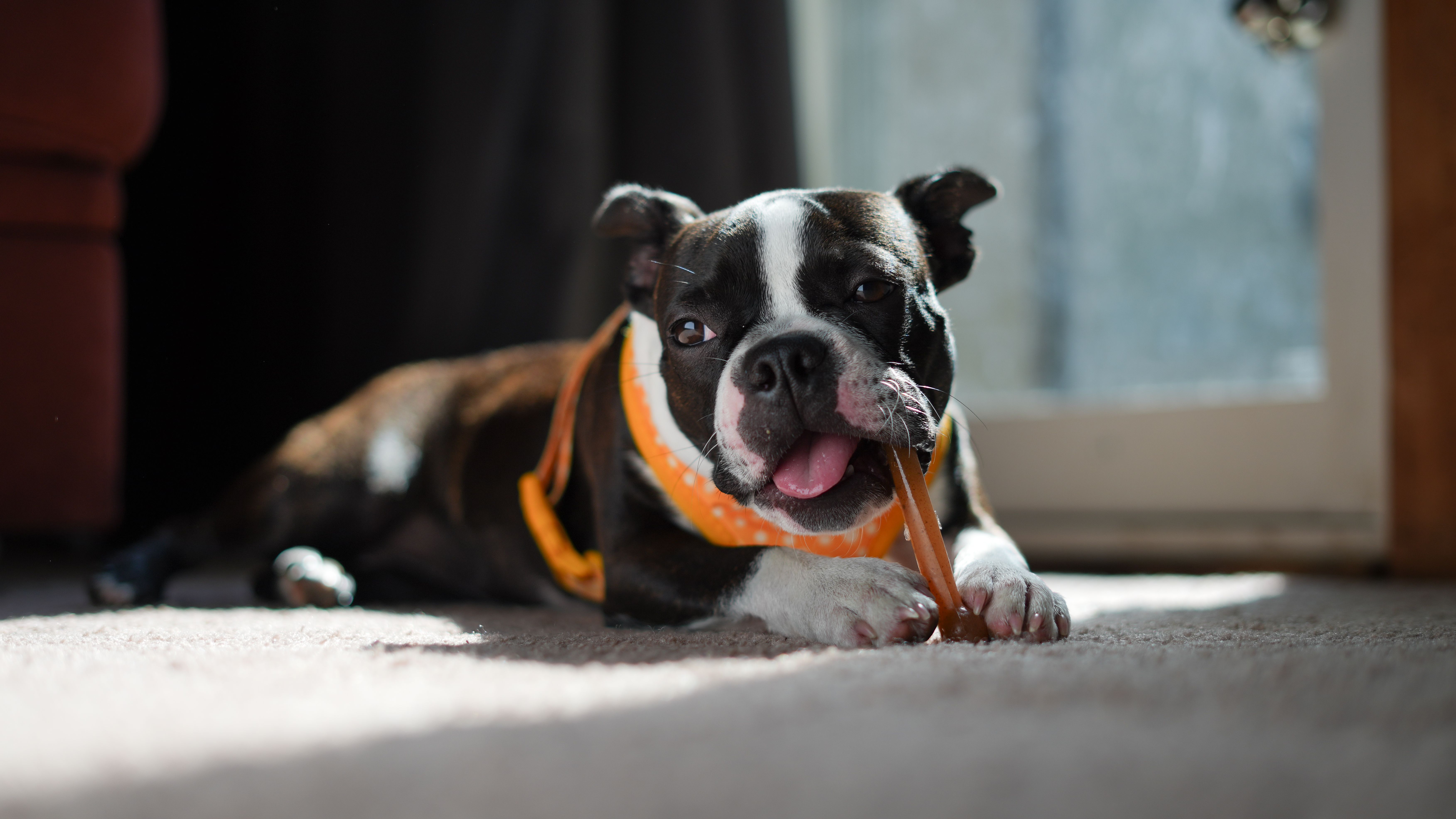 Premium Dog Treats  Summer : Keep Your Pup Cool & Happy PetTreatery
