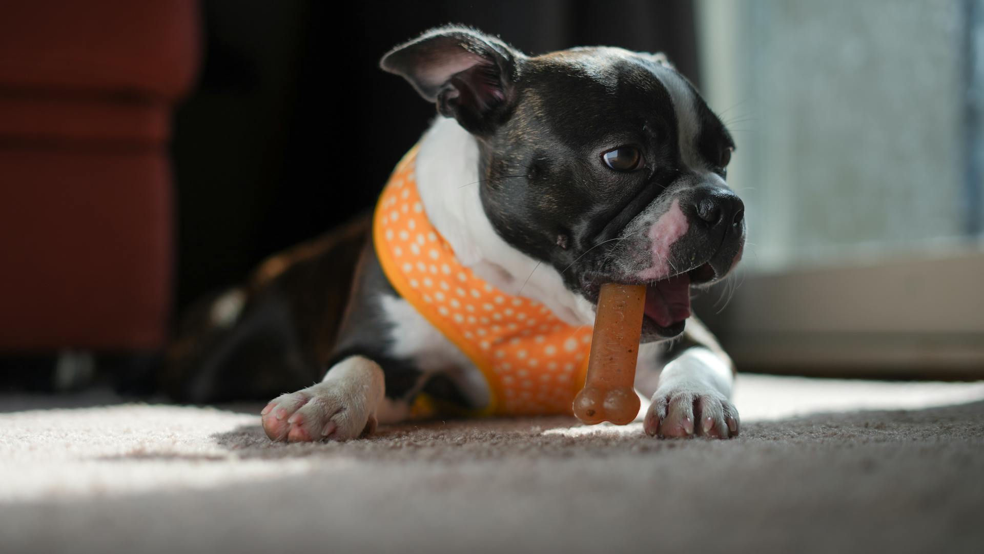 Boston terrier puppy