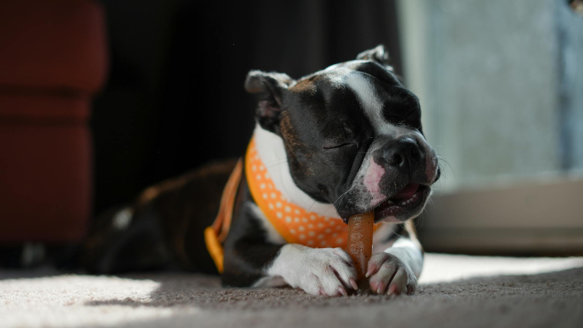 Boston terrier puppy