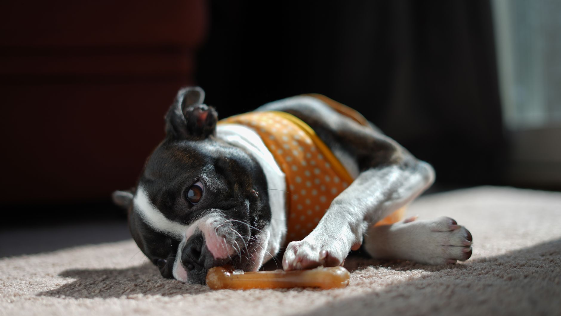 A Boston Terrier in a polka dot bandana chews on a toy indoors.