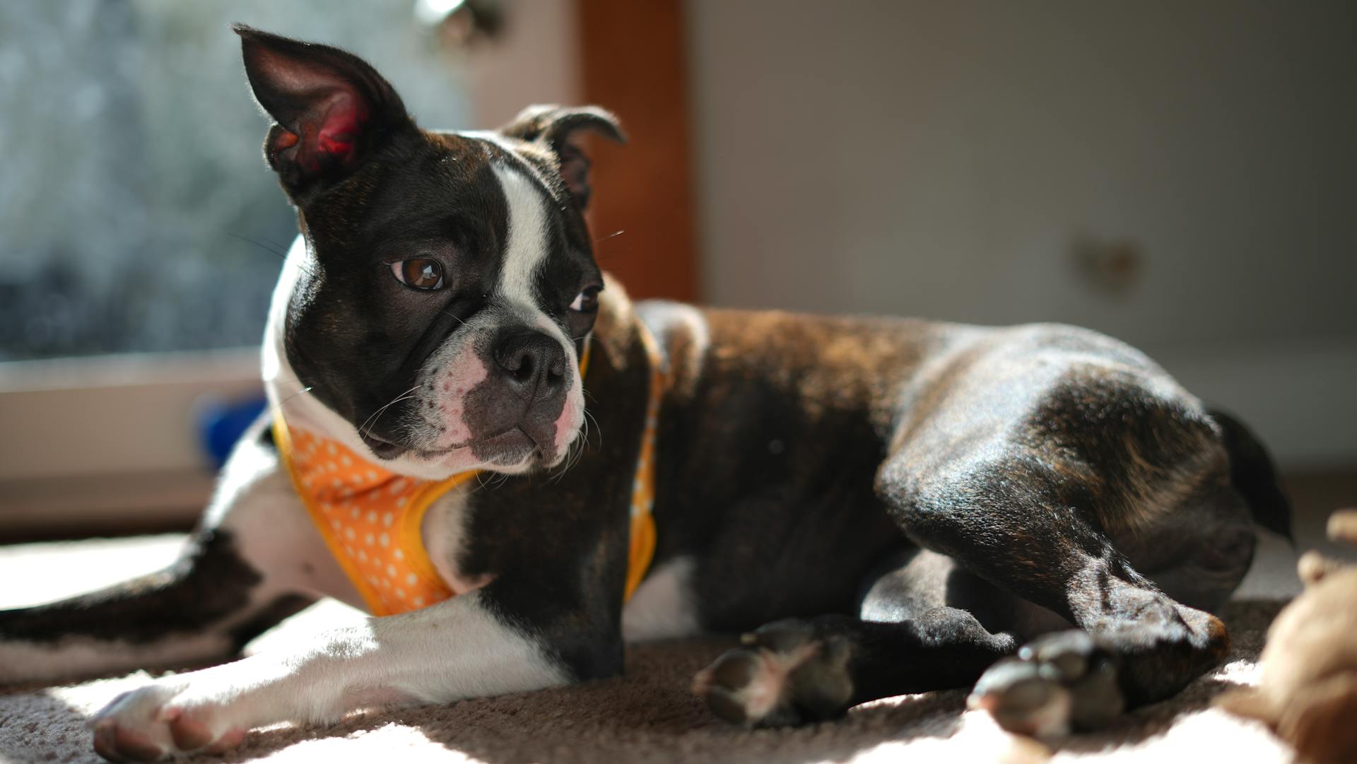 Boston terrier puppy