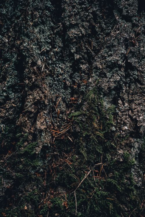 Free Detailed tree bark texture with green moss, perfect for nature backgrounds. Stock Photo