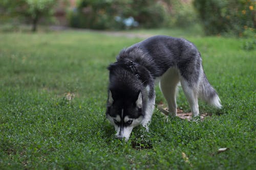 คลังภาพถ่ายฟรี ของ malamute, ขาว, ธรรมชาติ