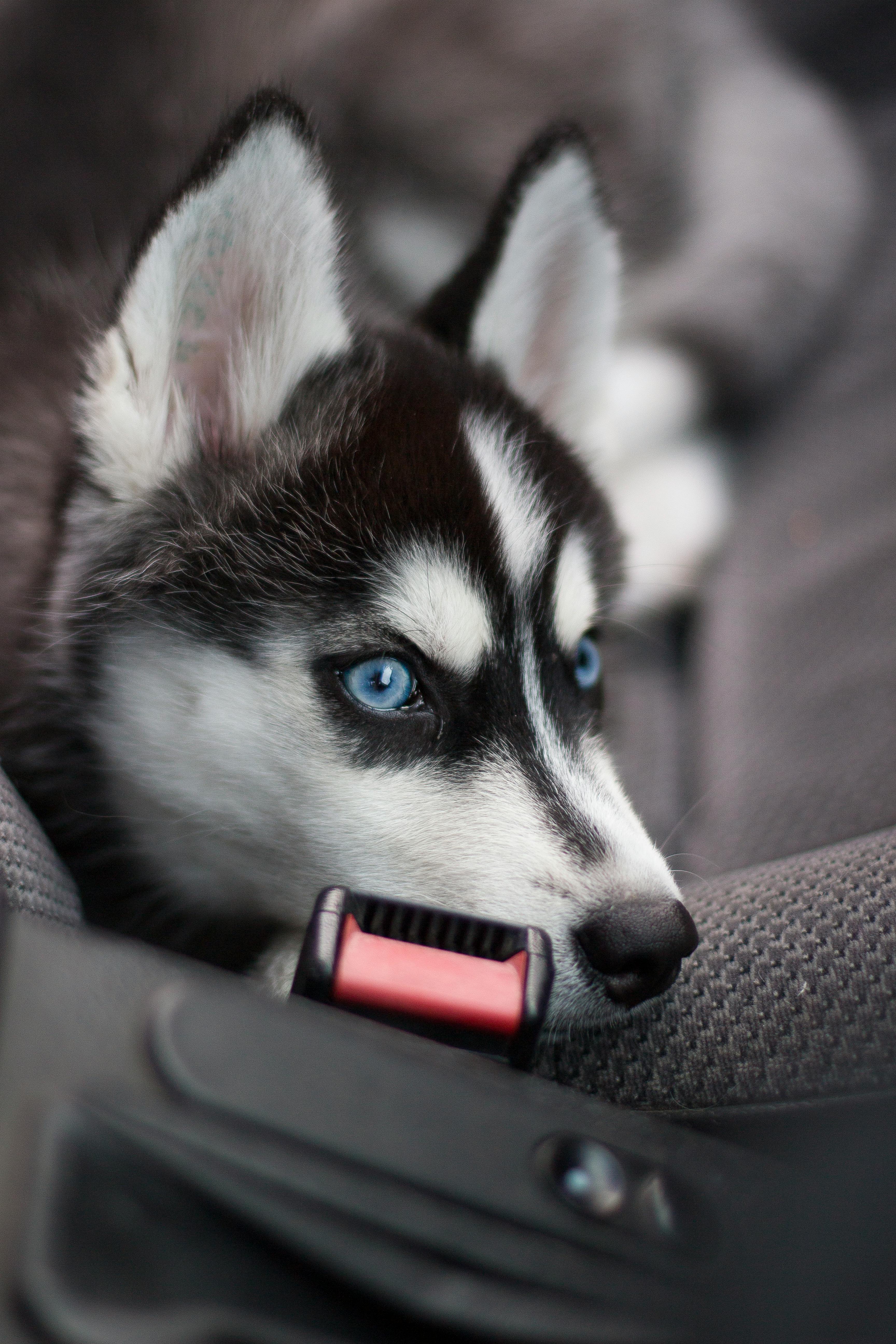 Husky Puppies Wallpapers  Top Những Hình Ảnh Đẹp