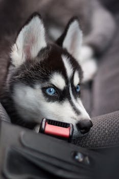 Cute Siberian Husky puppy resting in a car seat with piercing blue eyes.