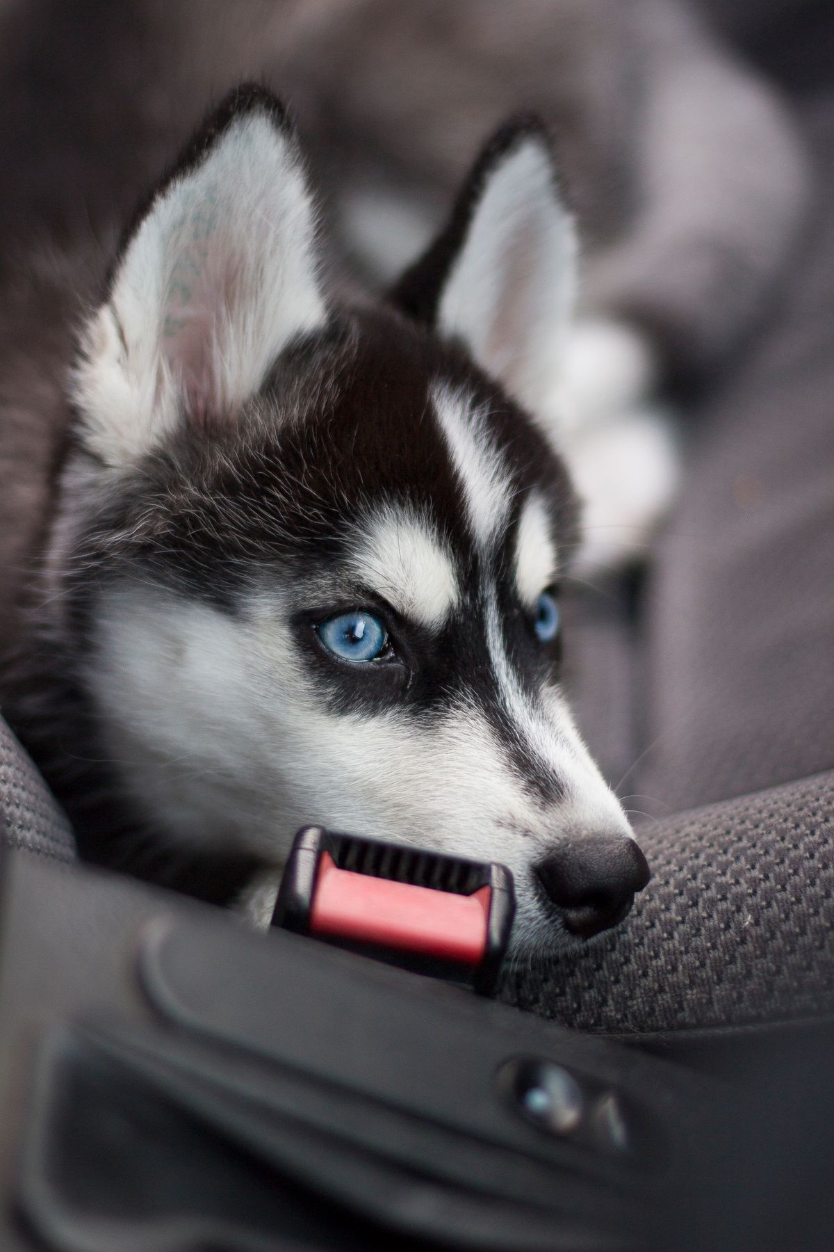 Köpeğim Arabada Salya Akıtıyor: Araç Tutması mı, Stres mi? Ne Yapmalı? - Görsel 1