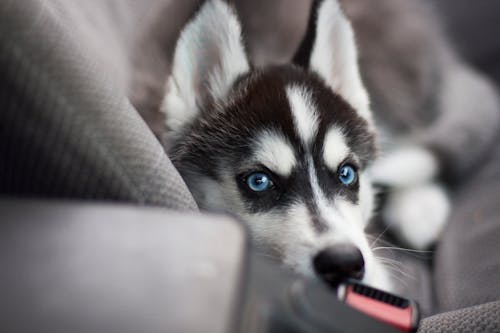 คลังภาพถ่ายฟรี ของ malamute, ขาว, ดวงตา