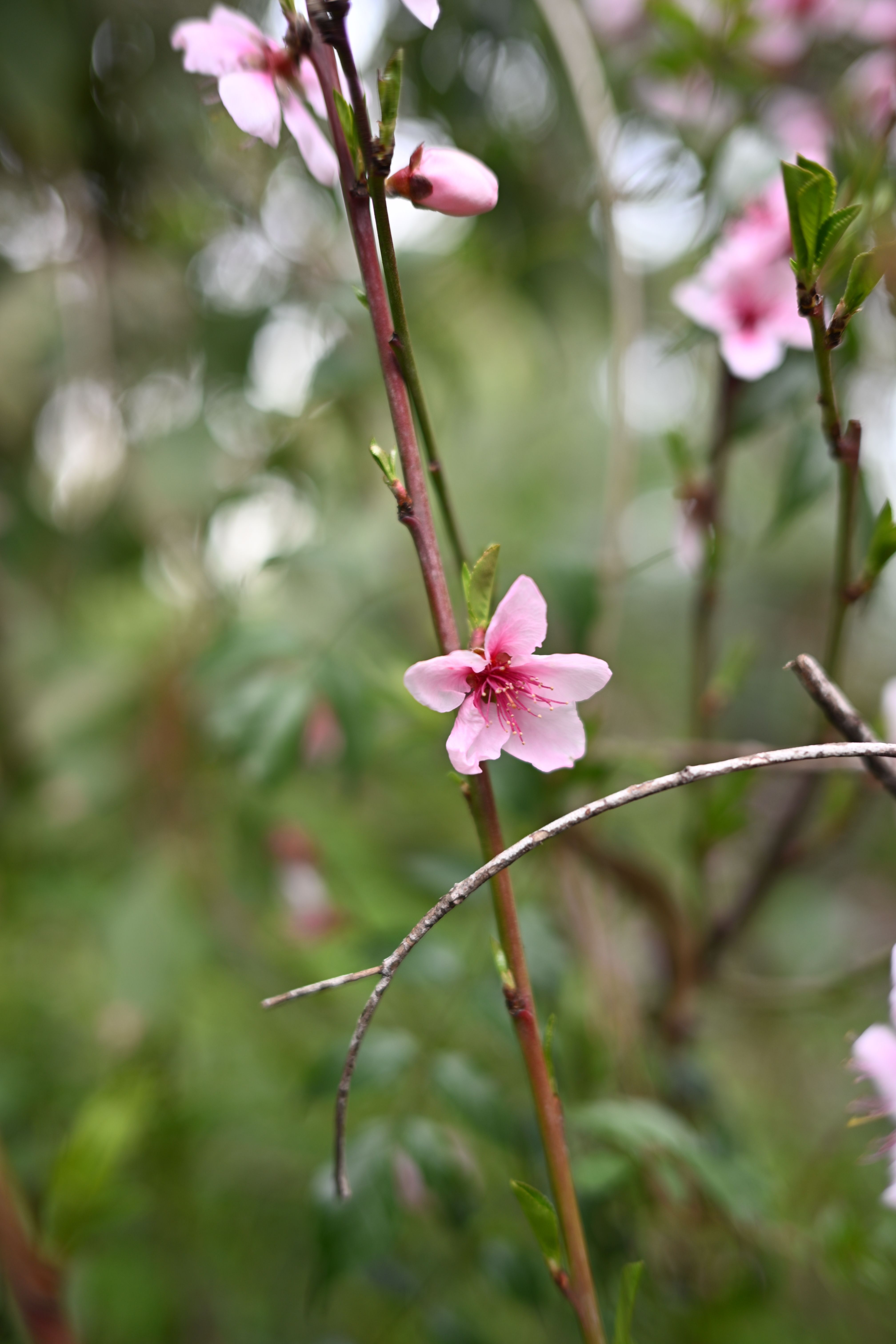 Fotomural Primer plano de una flor rosa entre la vegetación en Playa Verde, Uruguay.