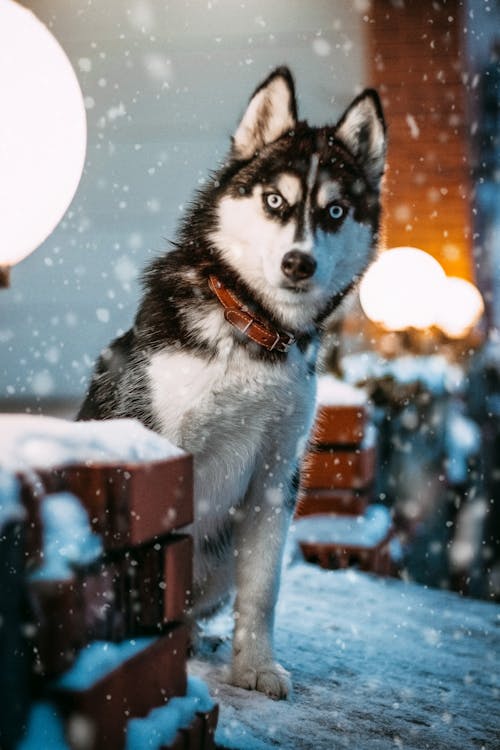 西伯利亚雪橇犬照片