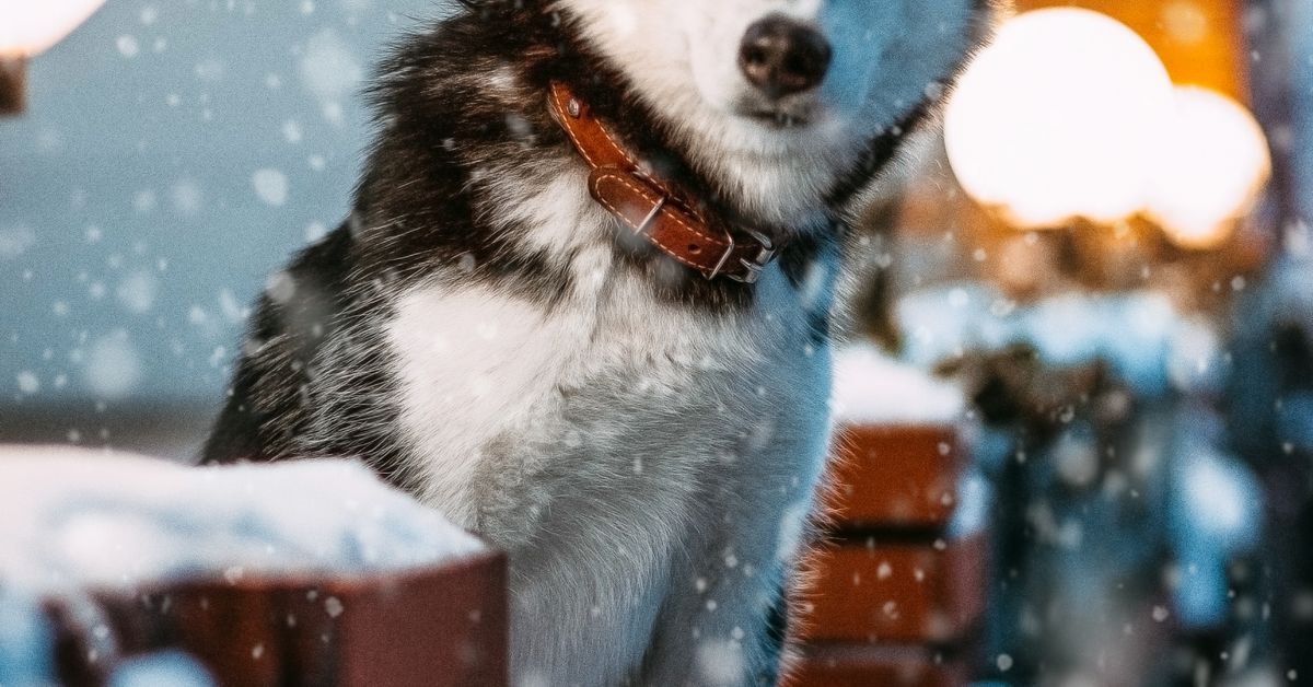 Siberian Husky sitting outdoors in a snowy evening setting on a leash
