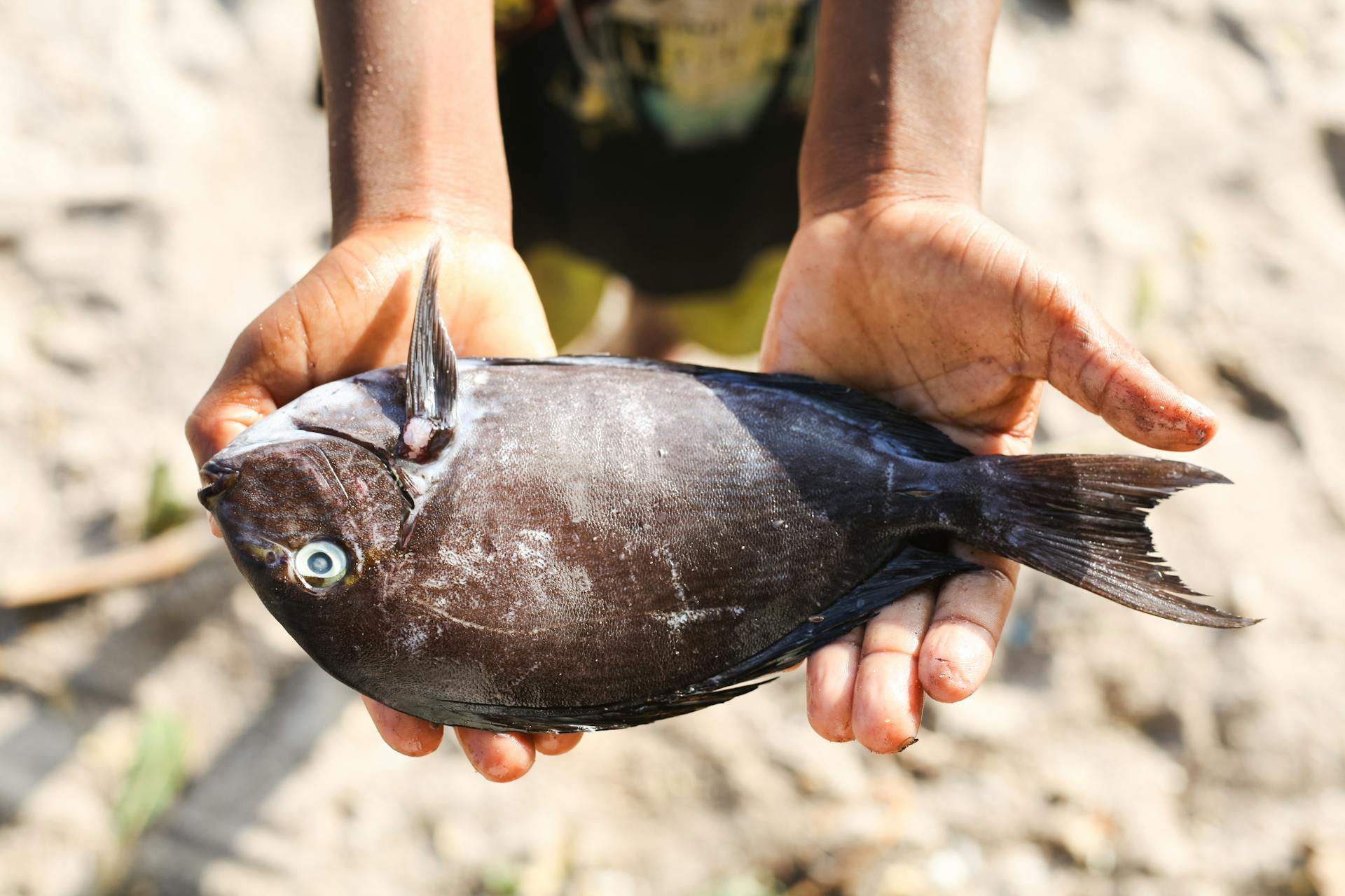 Child Holding Freshly Caught Fish in Zanzibar