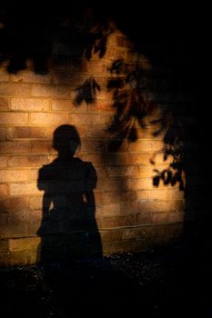 Silhouette of a person and tree branches cast on a brick wall during sunset.