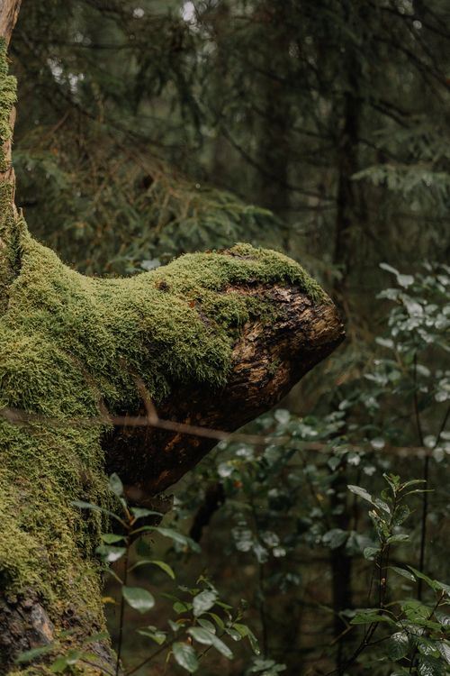 Free Moss-covered tree branch in a lush forest setting. Perfect for nature themes. Stock Photo