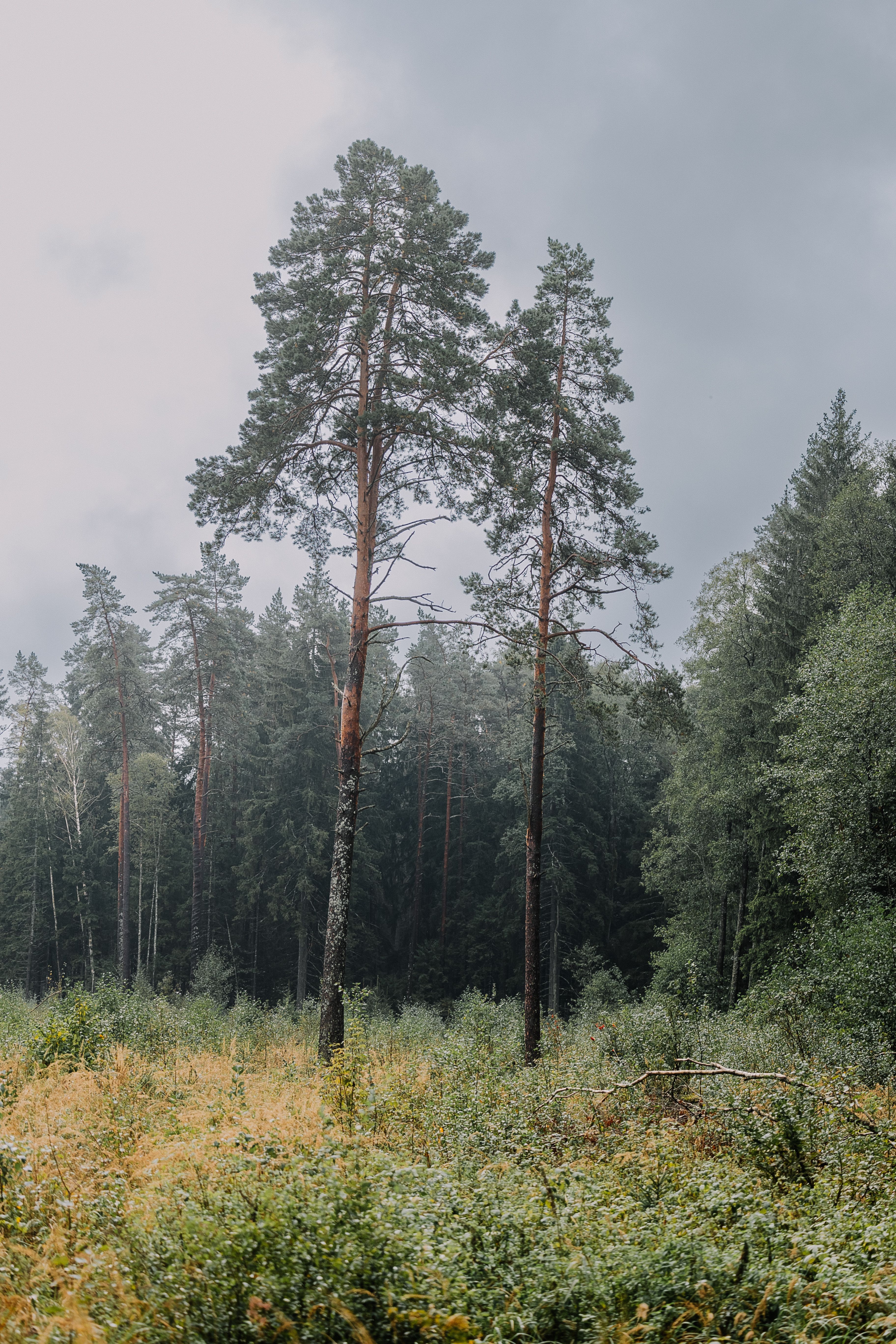 Serene Forest Landscape with Tall Pine Trees · Free Stock Photo