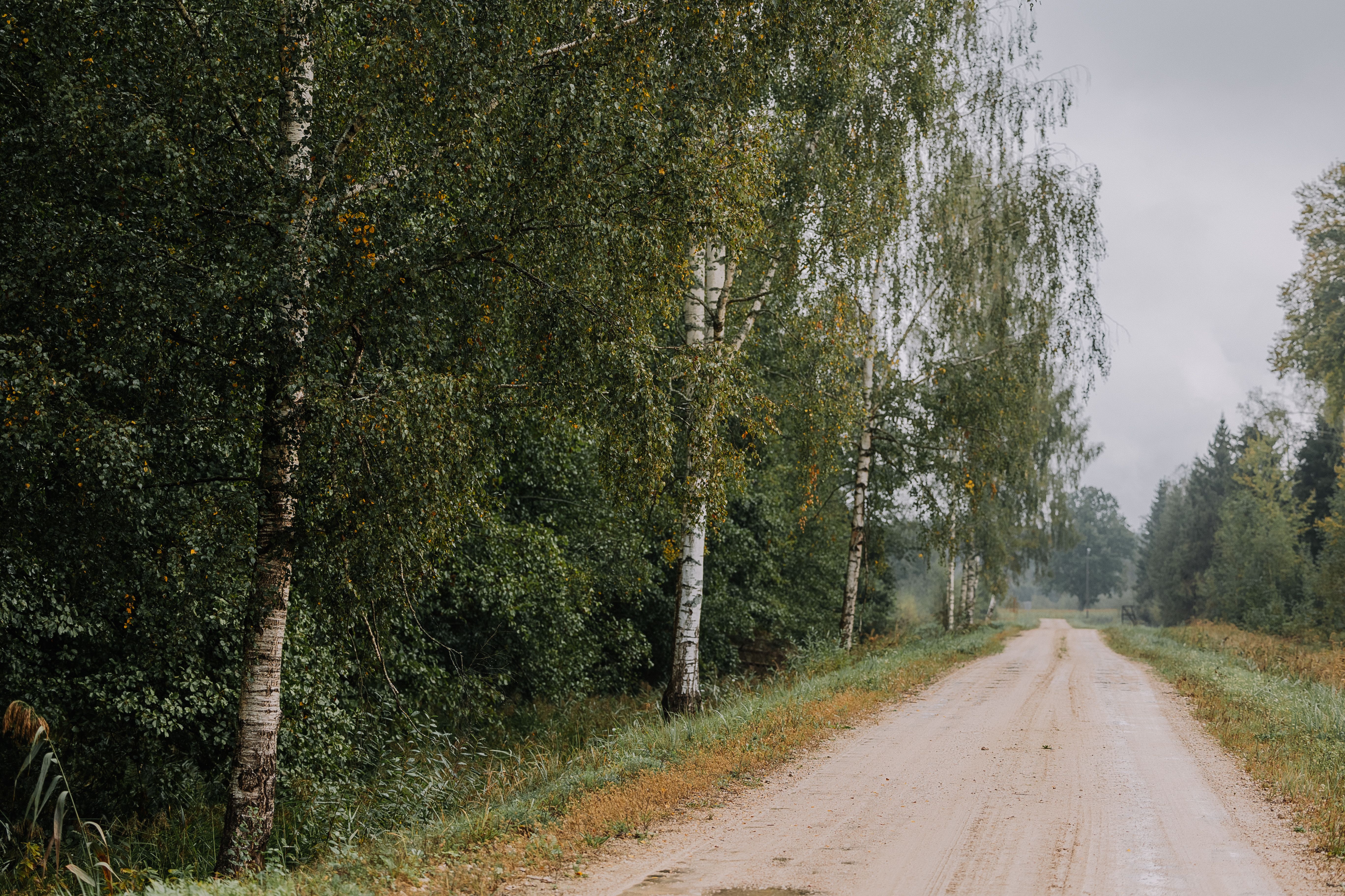 2 Bomen Photos, Download The BEST Free 2 Bomen Stock Photos & HD Images