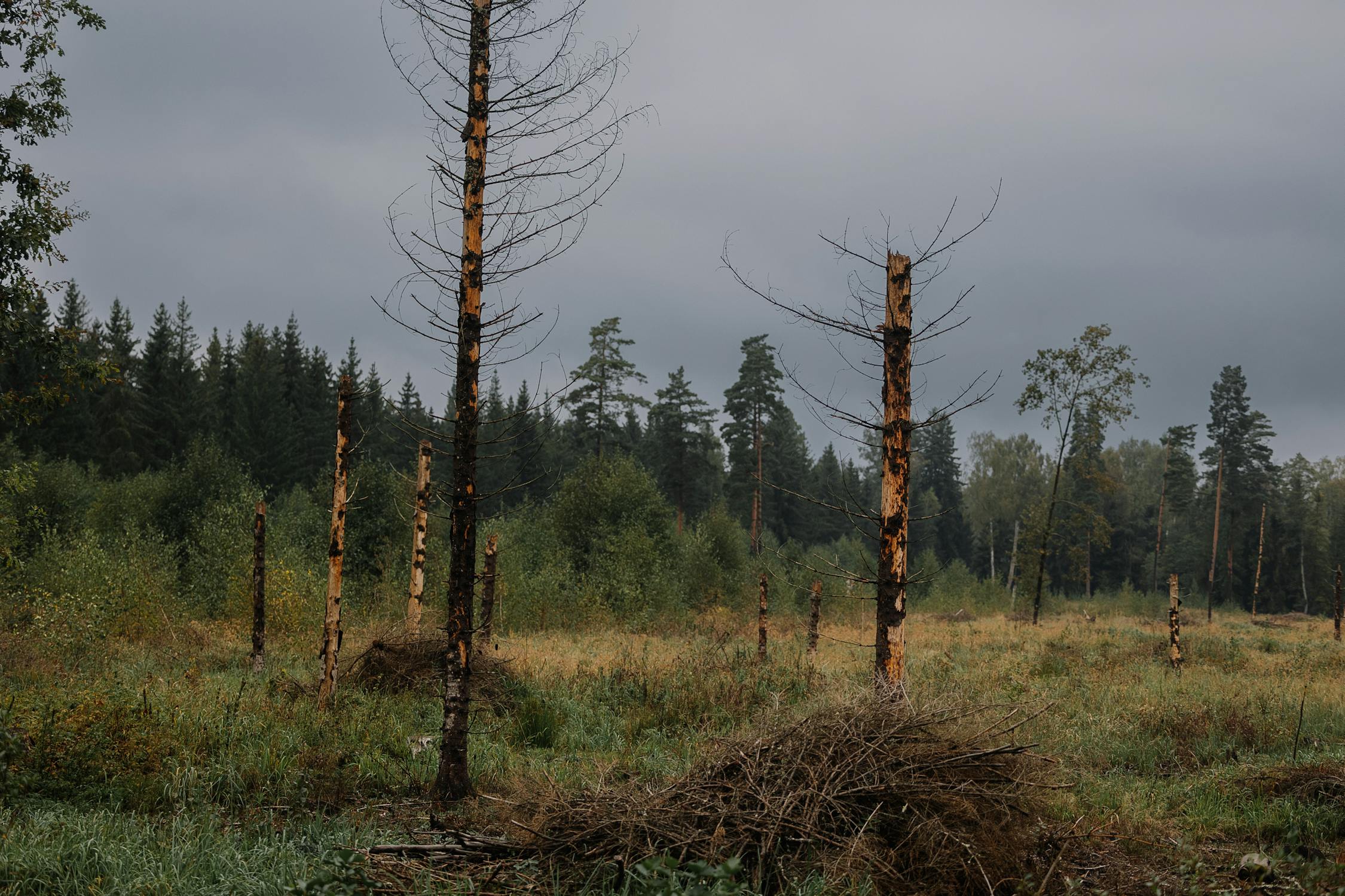 Decayed Trees in a Misty Forest Landscape · Free Stock Photo