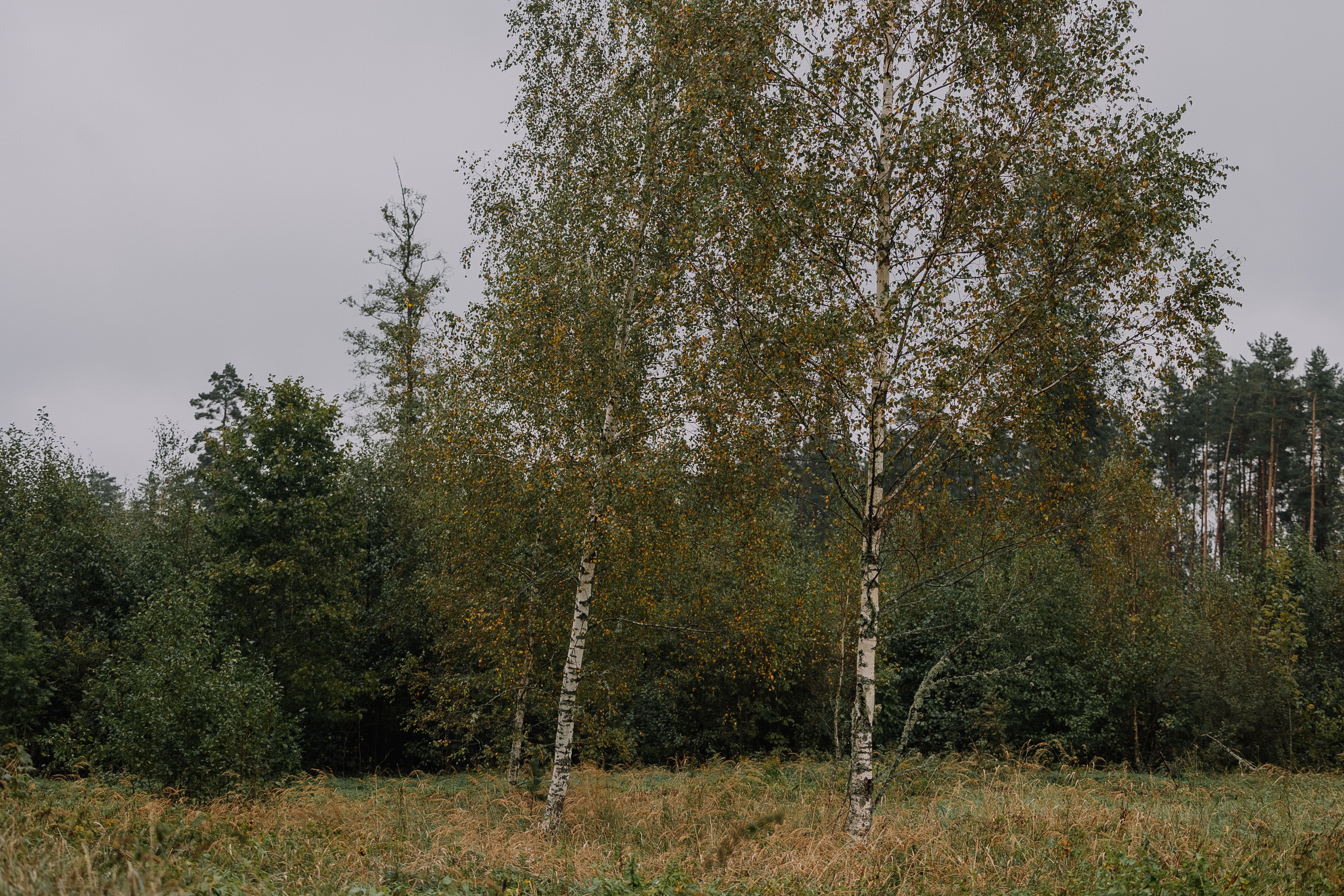 Tranquil Autumn Birch Trees in Forest Landscape · Free Stock Photo