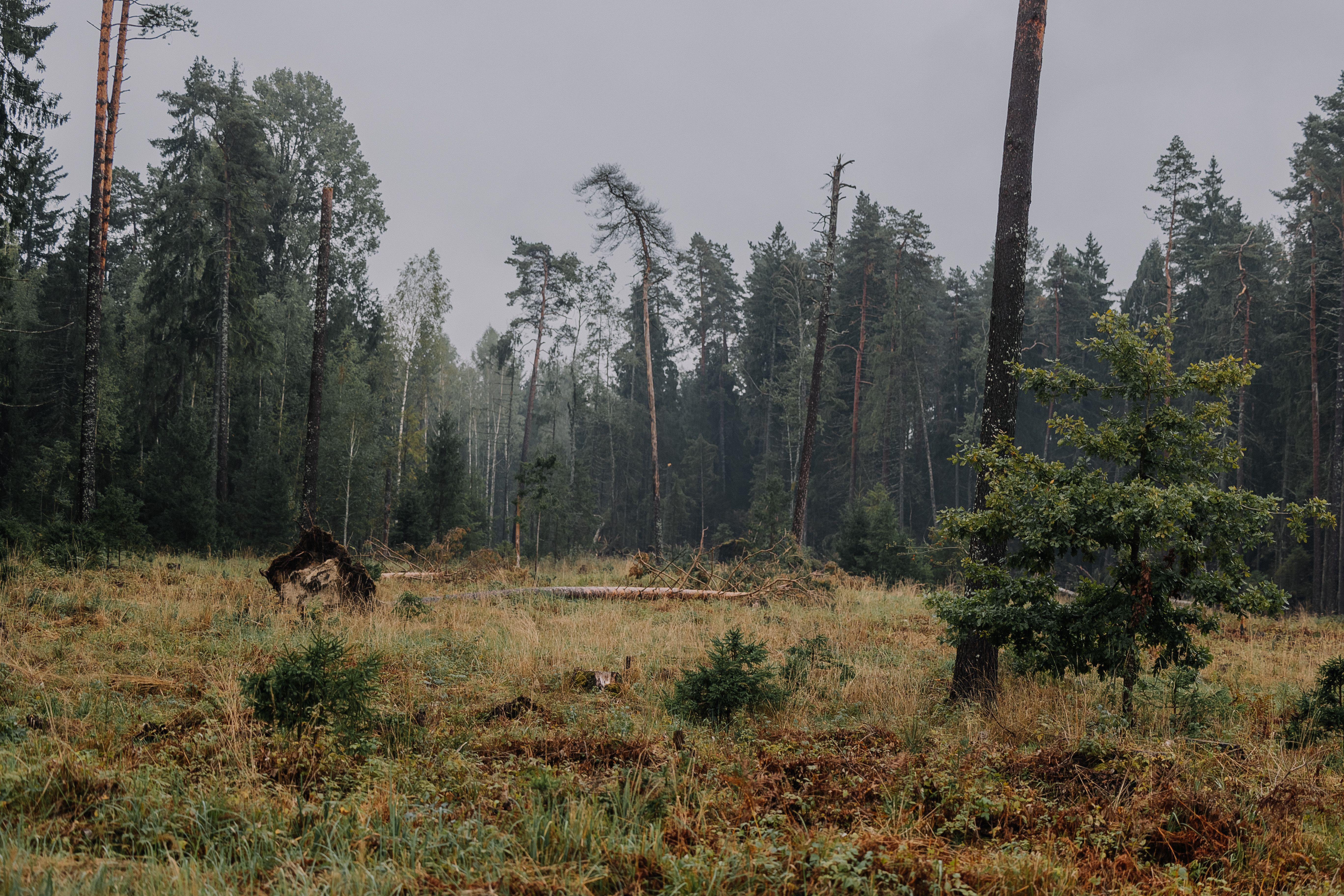 nocowanie białowieża - Sosnowa Polana Białowieża