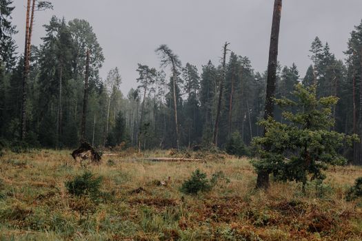 A serene forest scene with mist and fallen trees in natural light.
