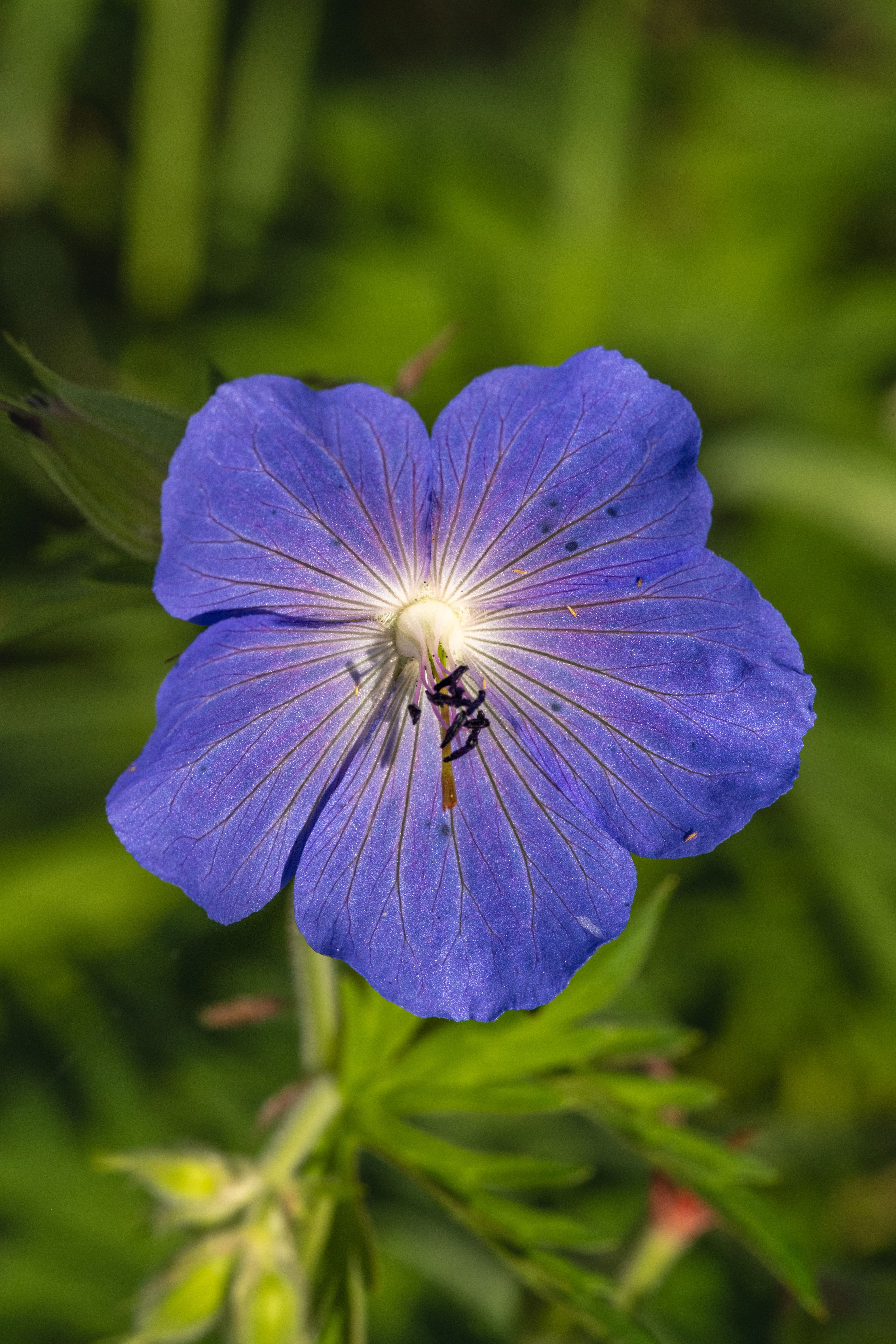 Fotomural Un primer plano vívido de una flor de geranio azul en un prado iluminado por el sol con detalles naturales.