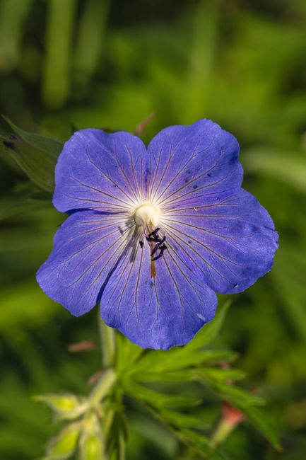 Fotomural Un primer plano vívido de una flor de geranio azul en un prado iluminado por el sol con detalles naturales.