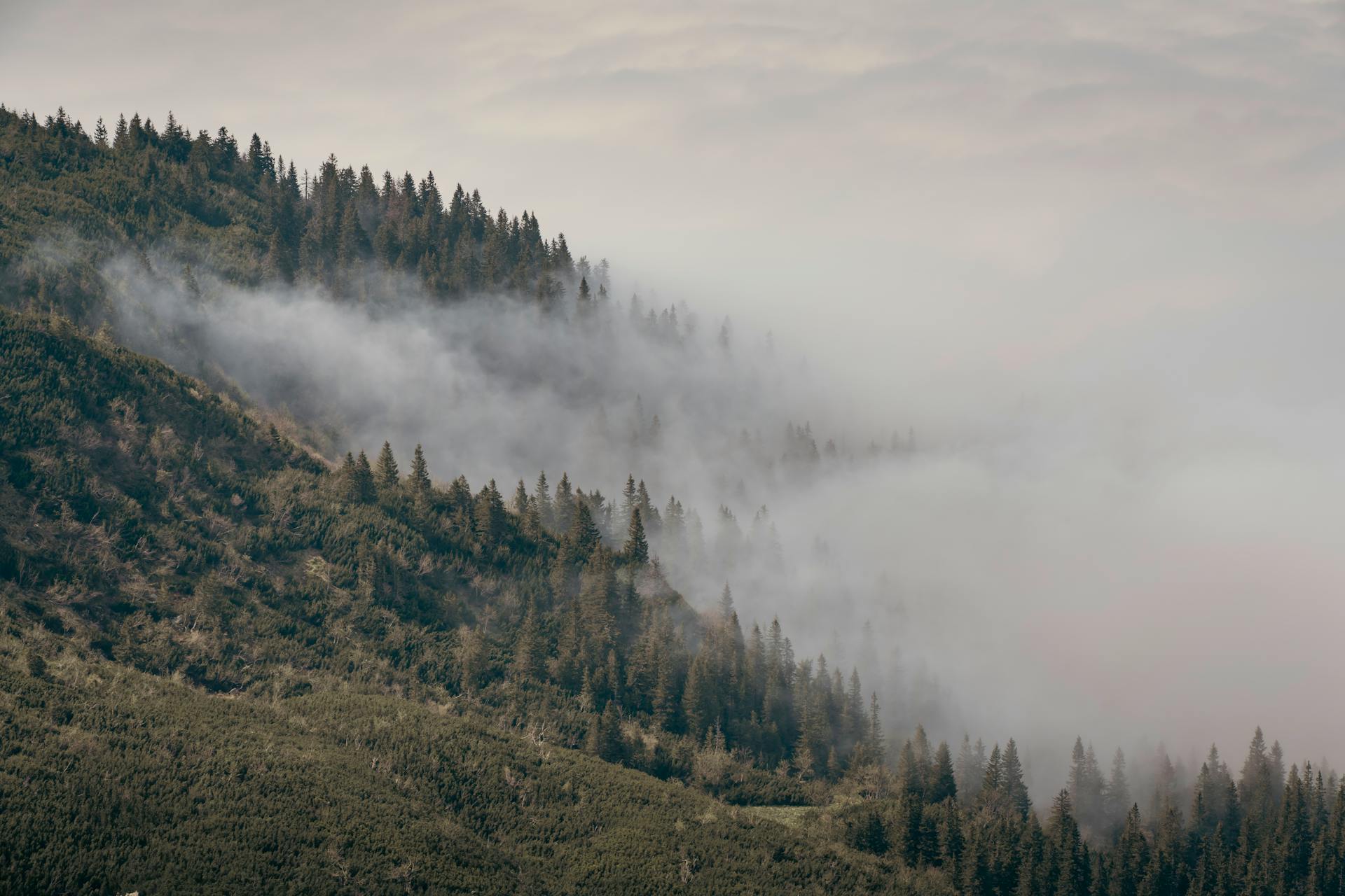 Misty Pine Forest on Mountain Slope in Tatra