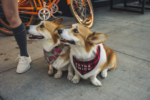 Two Corgi Dogs Sitting On Sidewalk