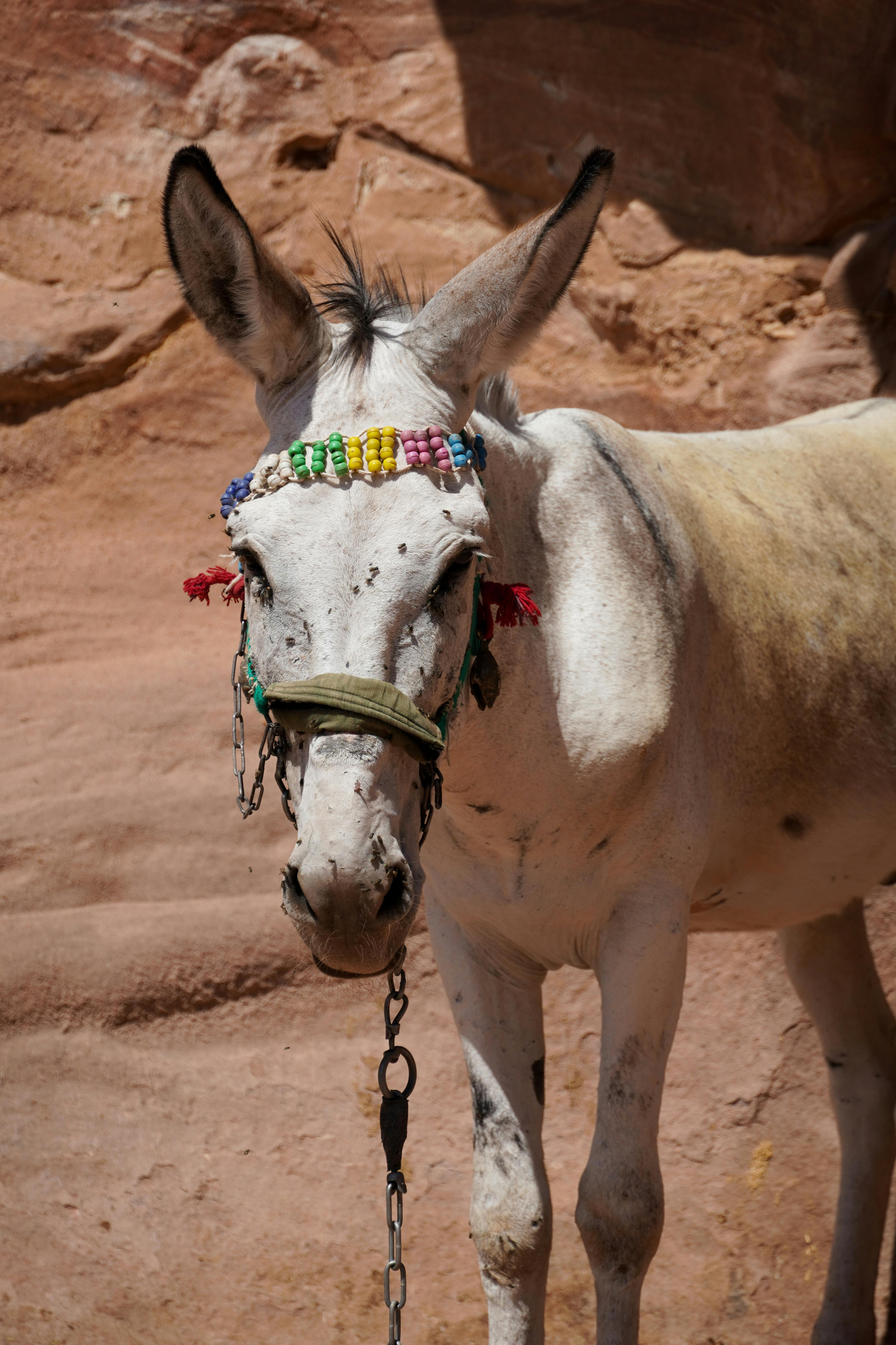 White donkey with colorful bridle in the rocky terrain of Wadi Musa, Jordan.