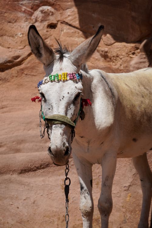 Free White donkey with colorful bridle in the rocky terrain of Wadi Musa, Jordan. Stock Photo