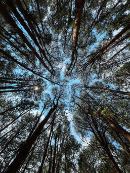 Looking up at a forest canopy with blue sky peeking through tall trees.