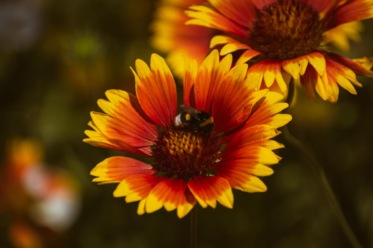 close up of a bumblebee on a vivid gaillardia flower showcasing intric