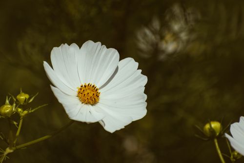 Free Close-up of a white cosmos flower in full bloom with a soft, natural background. Stock Photo